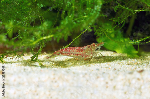 Red shrimp in a aquarium. Red shrimp. Male. photo