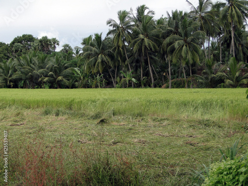 Rice paddies and palm trees photo