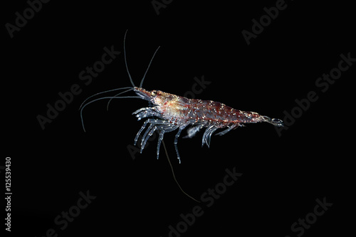 Krill. Red shrimp.