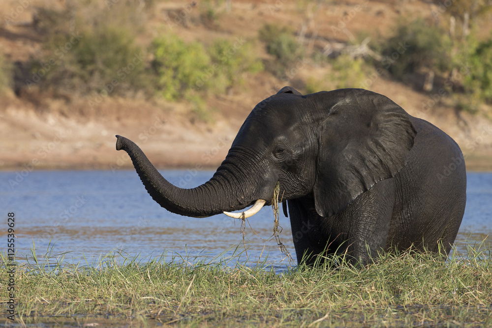 Obraz premium African Elepants on the Chobe River in Botswana Africa