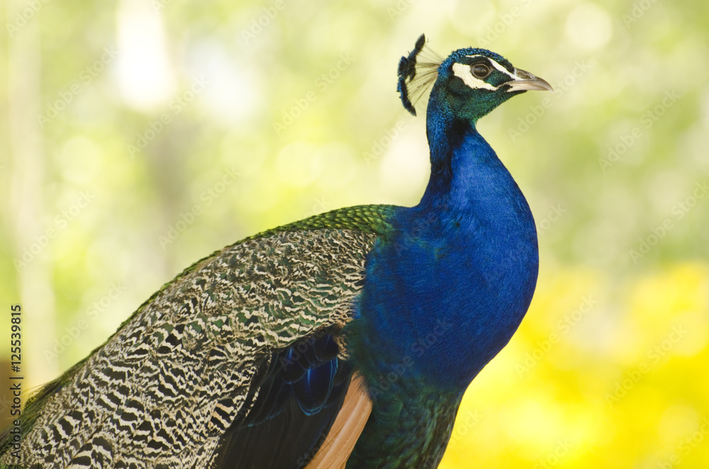 Fototapeta premium peacock, bird, feathers