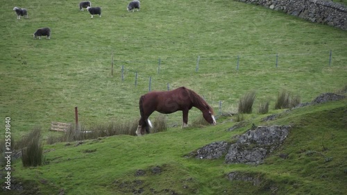 Horse in Snowdonia Wales photo