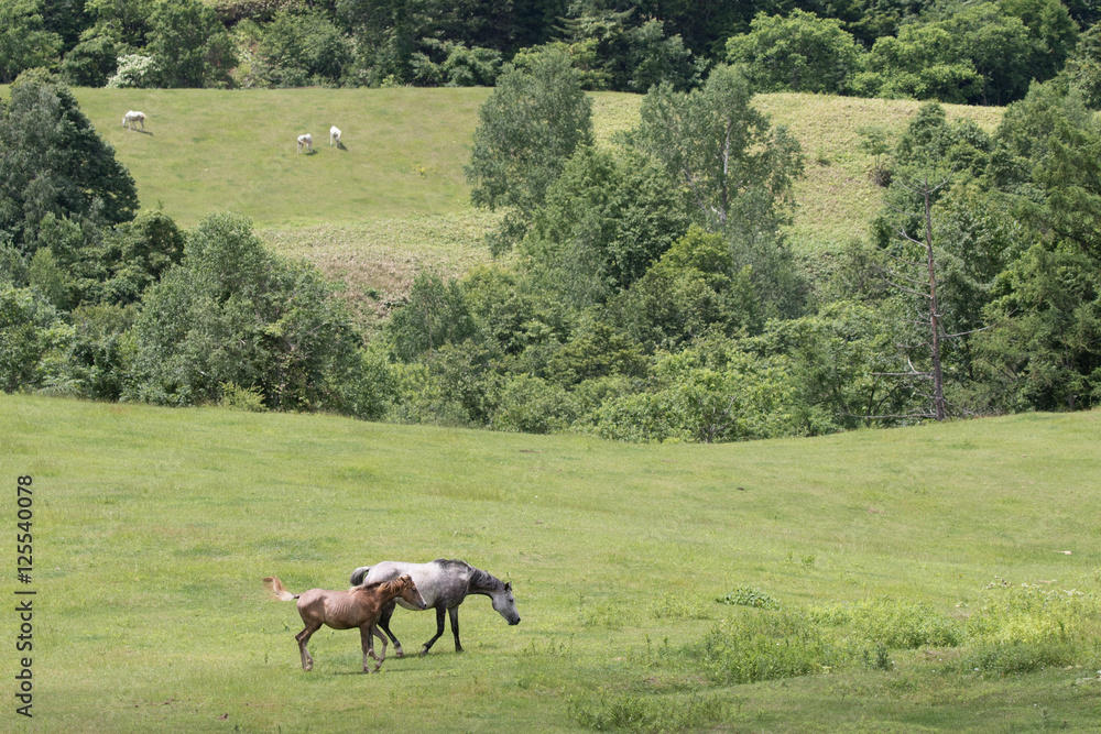 Fototapeta premium 北海道の馬