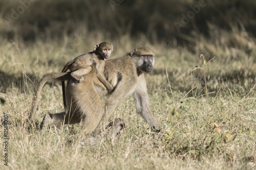 Chocma Baboons in Botswana Africa