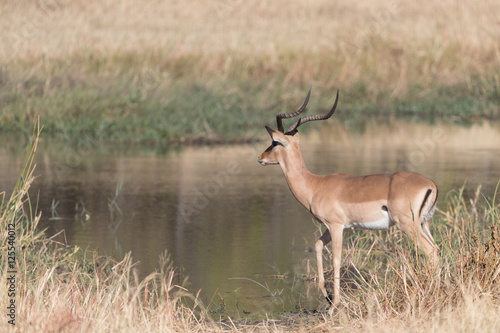 Male Impala on River in Botswana Africa