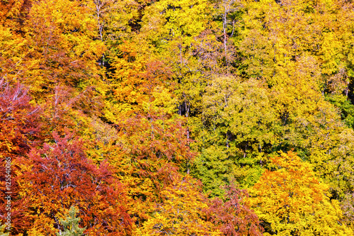 Aerial panorama of a colorful autumn forest
