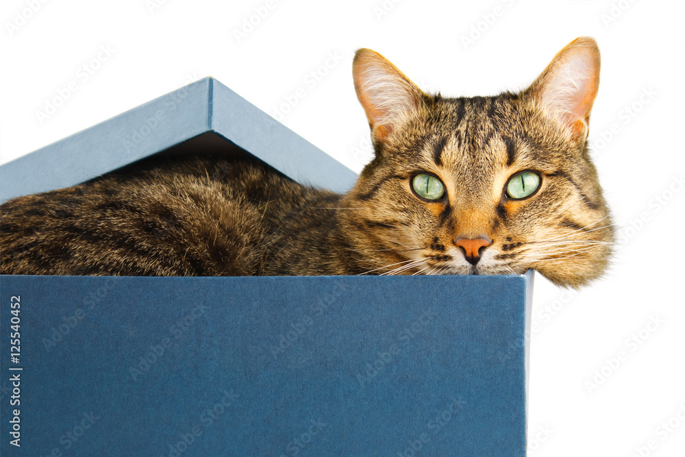 cat Looking from box