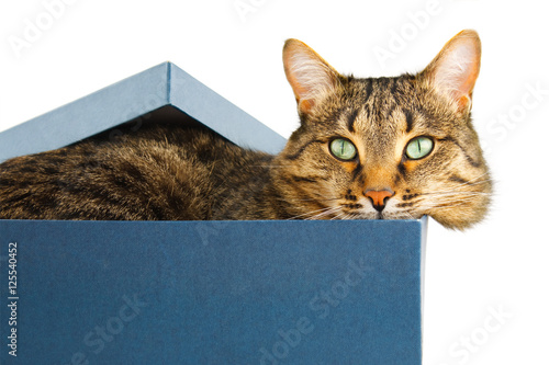 cat Looking from box