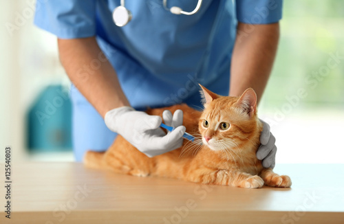 Fototapeta Naklejka Na Ścianę i Meble -  Veterinarian doctor vaccinating cat at a vet clinic