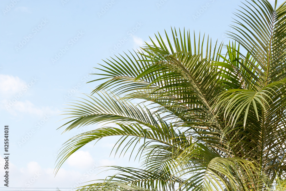 green leaf of palm,palm in garden or pak,palm is tall,palm make oxygen green leaf of palm,palm in garden or pak,palm is tall,palm make oxygen