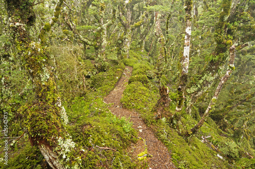 Forest Path photo