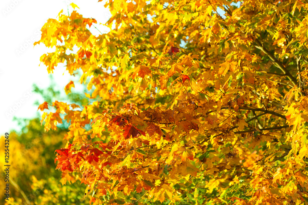 Yellow autumn leaves, fall branches