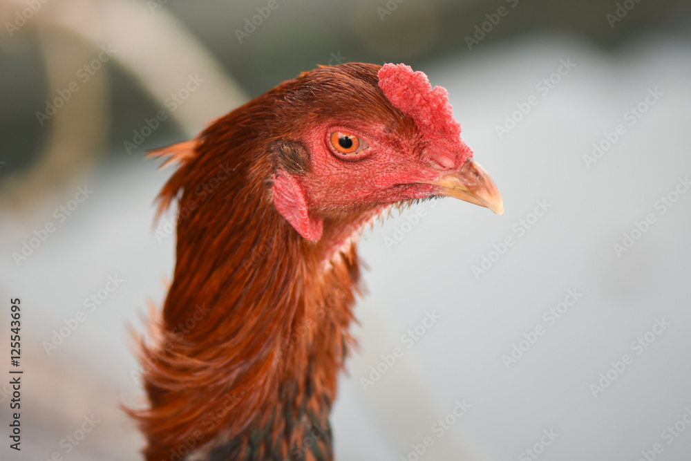 Head of rooster with red colour, closeup, isolated