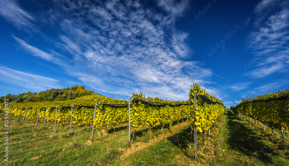 Naklejka premium Wein Herbst Landschaft