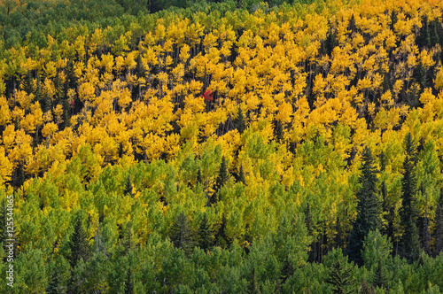 Yellow Aspen Forest