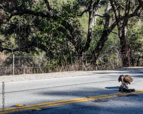 Roadkill Cafe with Vulture... photo