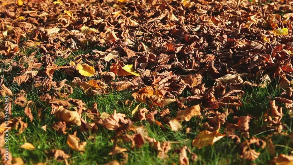 Leaf blower in action, clean up dry leaves from a grass Leaf blower in action, clean up dry leaves from a grass