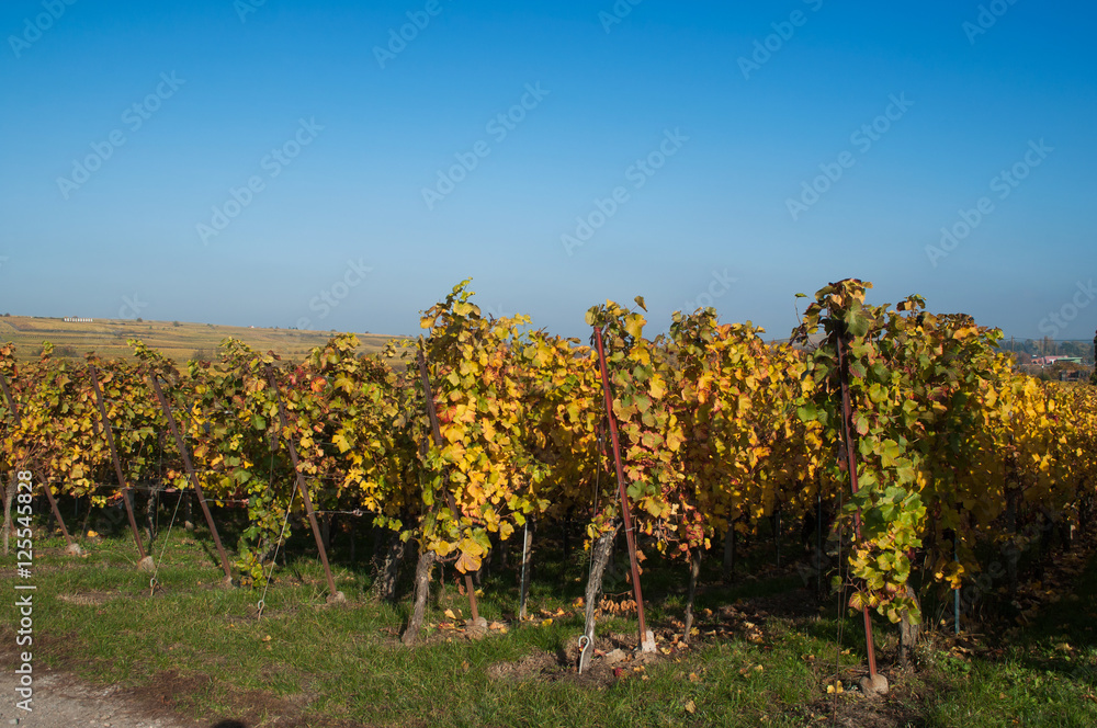 vignes en automne