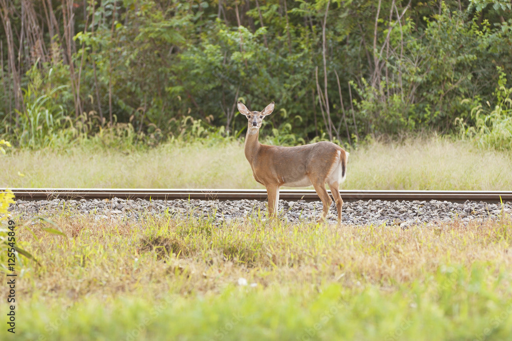 Deer near a railroad in a forest Deer near a railroad in a forest