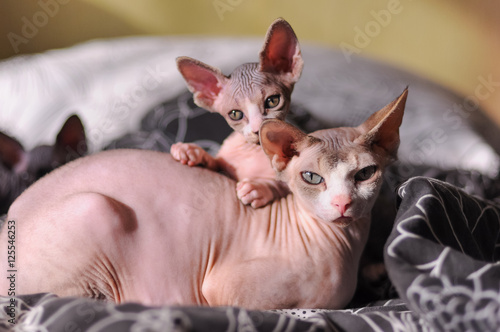 two cat Sphynx
