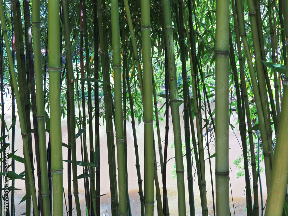 Fototapeta premium Maine et Loire - Parc oriental de Maulévrier - Forêt de bambous