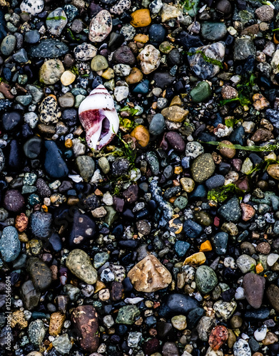 Sea Shell and Bebbles