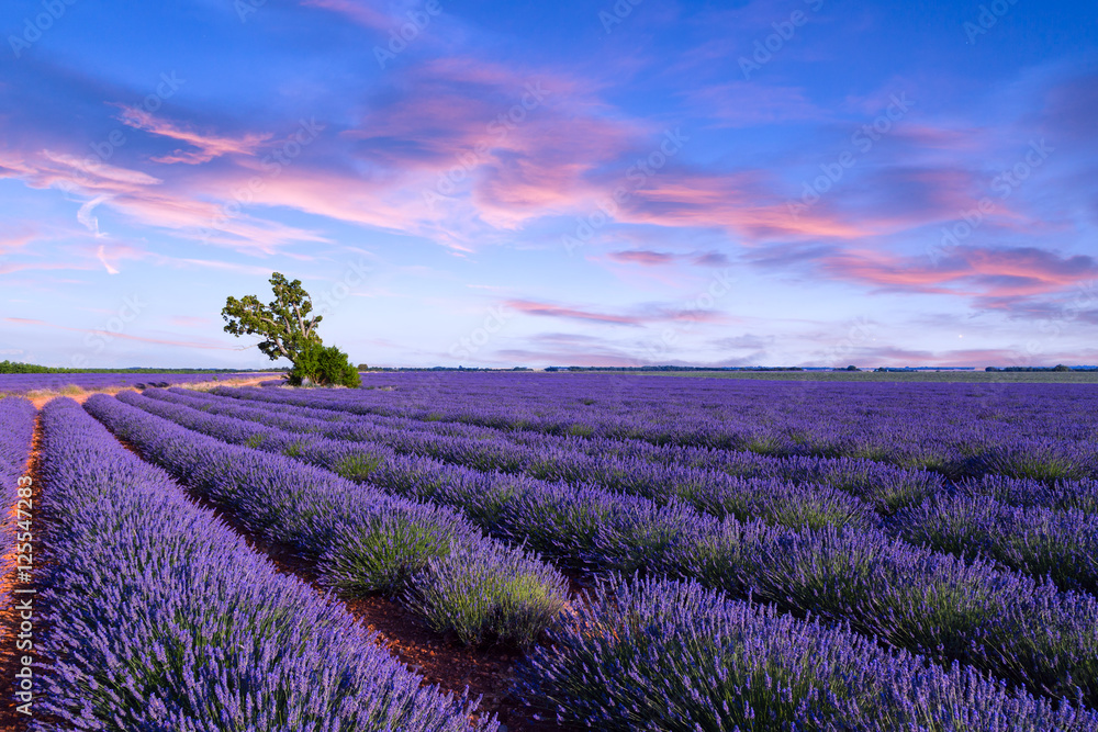 Obraz premium Lawendowe pole letni zachód słońca krajobraz