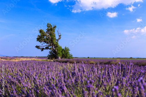 Lavender field summer landscape