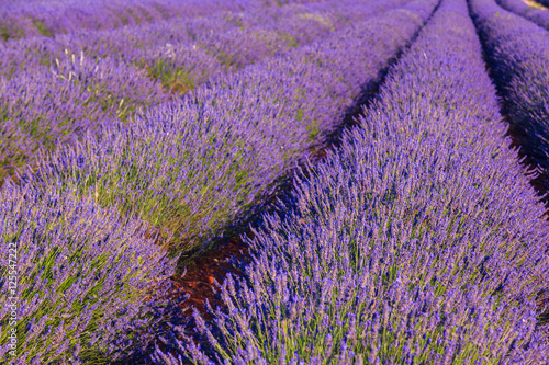 Lavender field summer sunset landscape  near Valensole