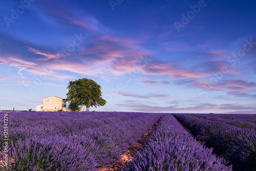 Fototapeta Naklejka Na Ścianę i Meble -  Lavender field summer  near Valensole