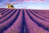 Lavender field summer  near Valensole