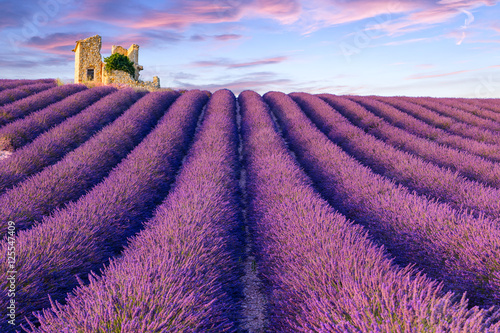 Fototapeta Naklejka Na Ścianę i Meble -  Lavender field summer  near Valensole