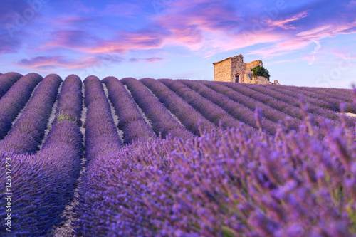 Fototapeta Naklejka Na Ścianę i Meble -  Lavender field summer  near Valensole