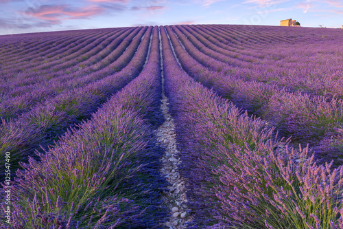 Lavender field summer near Valensole