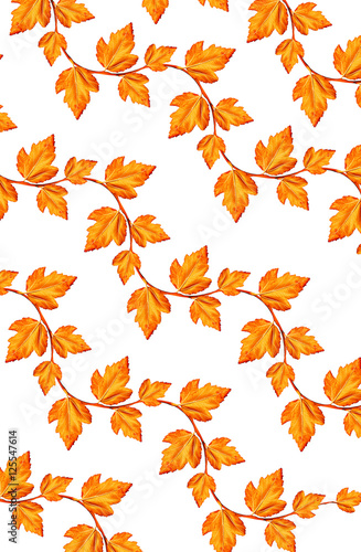 foliage isolated on white background. Golden autumn