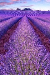 Fototapete Lavendelfarbene Motive Lavendelfeld bei Valensole im Sommer  © Kavita