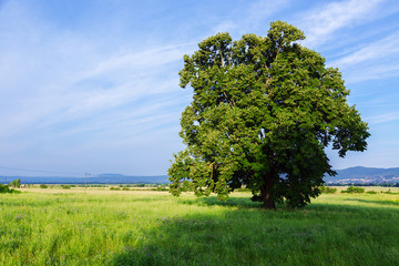 Fototapete Bäume Einzelner Baum auf grüner Wiese  © Kavita