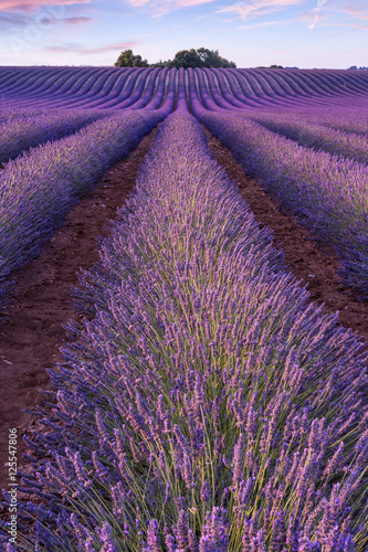 Fototapeta Naklejka Na Ścianę i Meble -  Sunset over a violet lavender field in Provence
