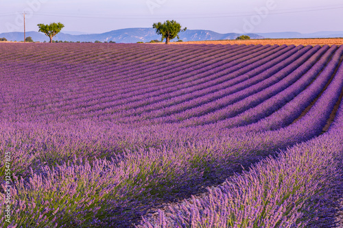 Lavender field summer sunset landscape