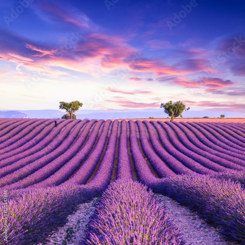 Fototapeta Naklejka Na Ścianę i Meble -  Lavender field summer sunset landscape