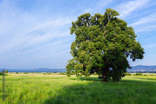 A lone tree in a green field