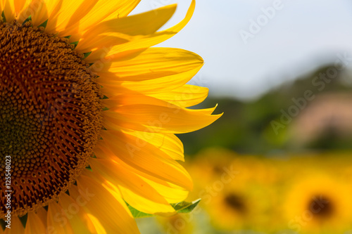 Fototapeta Naklejka Na Ścianę i Meble -  A beautiful sunflower field near Valensole