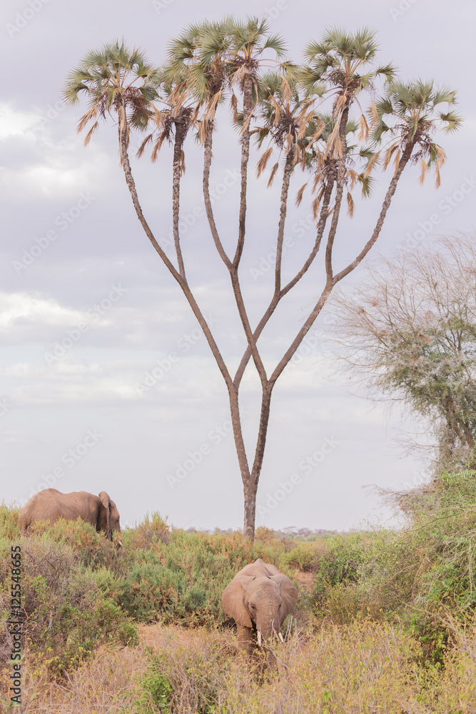 Fototapeta premium Samburu landscape with elephants in Kenya, Africa