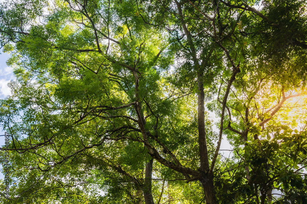 Large tree view, face upwards. blue skies daylight Large tree view, face upwards. blue skies daylight
