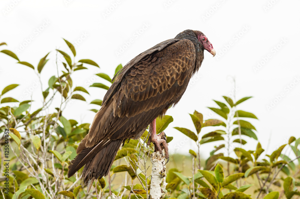 Turkey Vulture