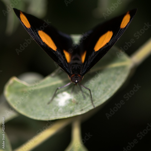 Blue-frosted banner (Catonephele numilia) male. Central and Southern American sexually dimorphic butterfly in the family Nymphalidae, showing striking orange markings of male photo