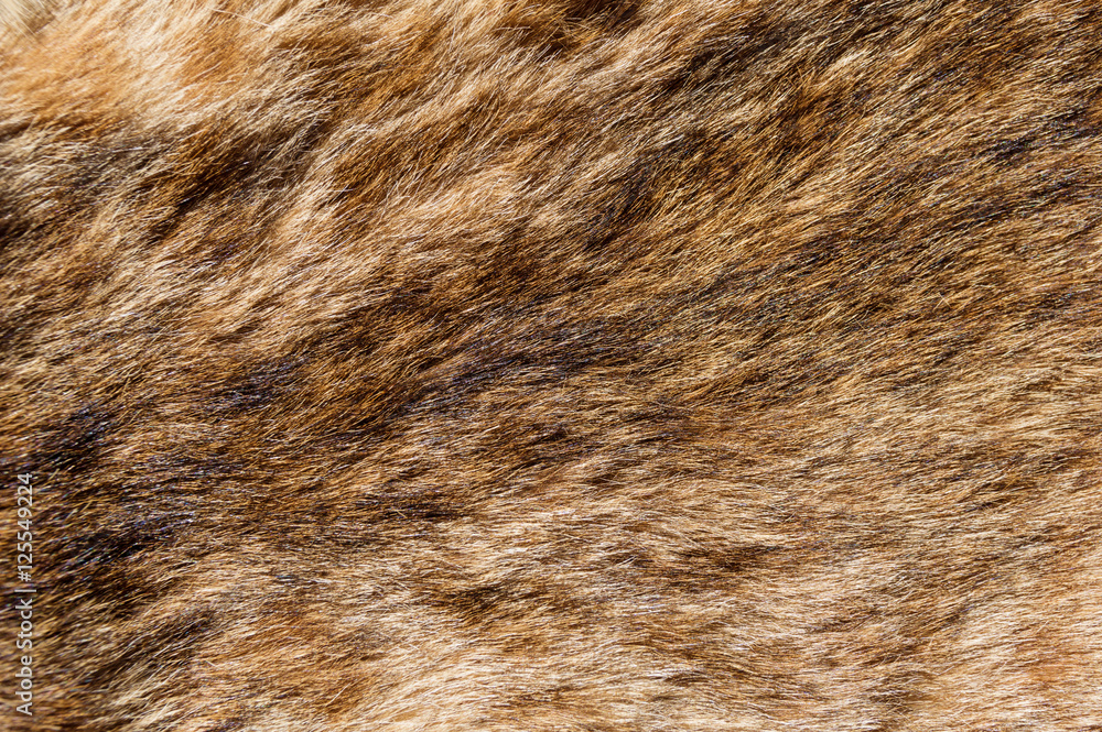 Bobcat Fur Background Bobcat Fur Background