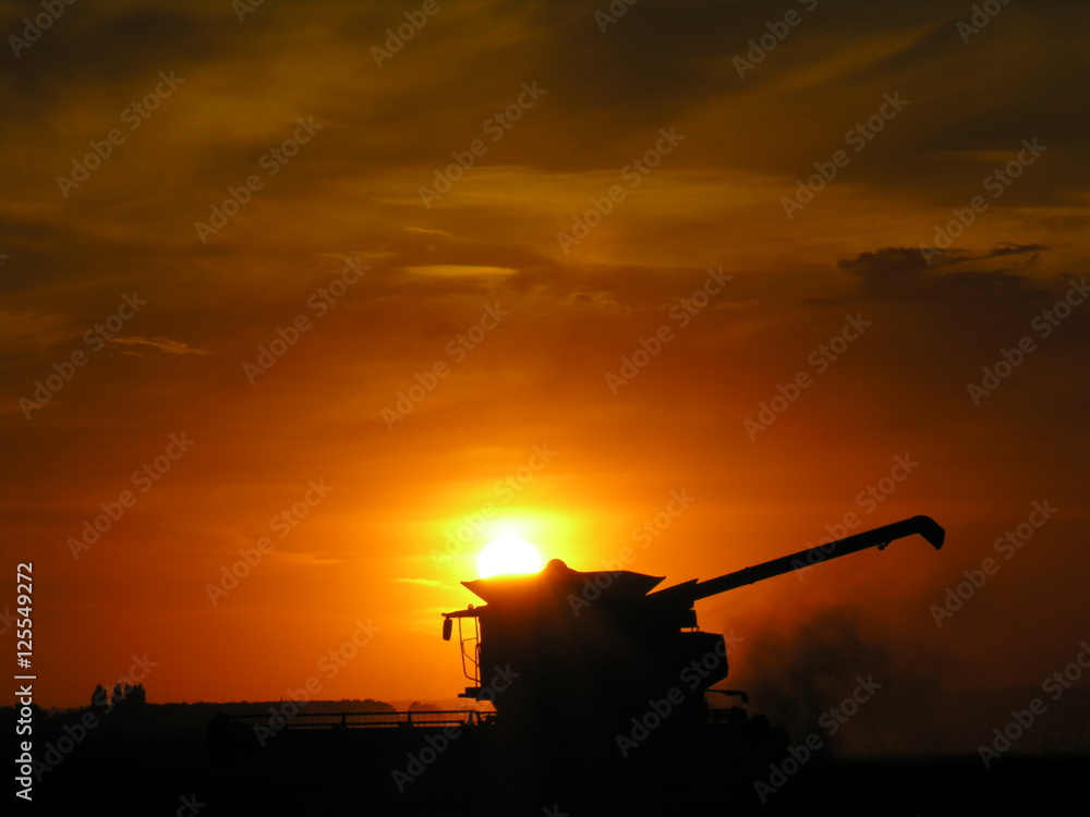 Harvesting at sunset 