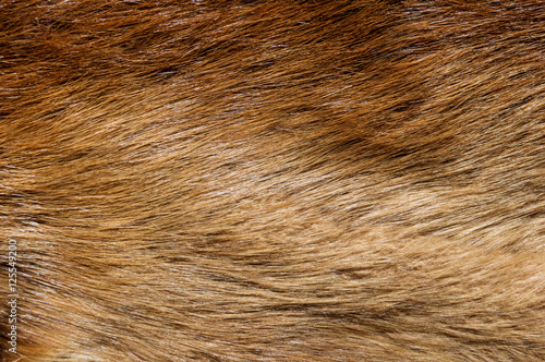 Beaver Fur Background