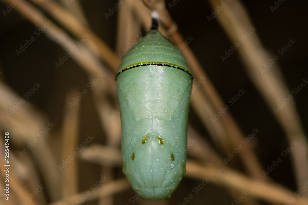 Obraz premium Monarch butterfly (Danaus plexippus) pupa. Green and metallic gold chrysalis of North American butterfly in the family Nymphalidae